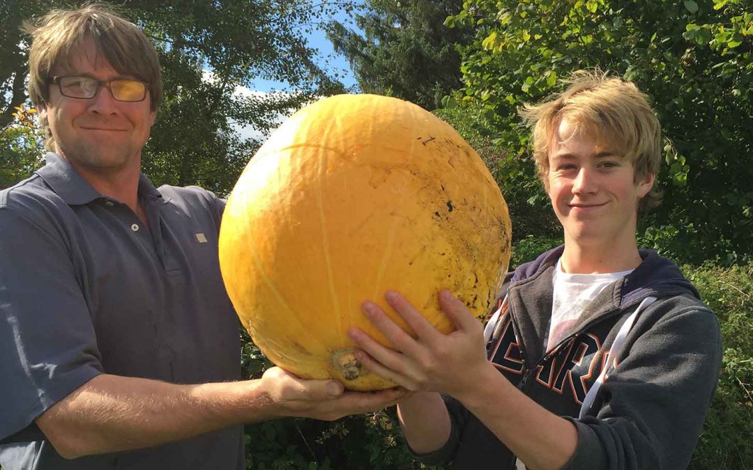 Picking pumpkins and sweetcorn