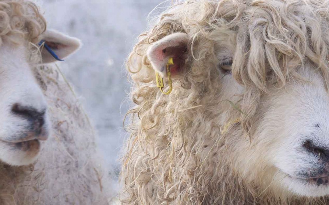 Ewes in the lambing sheds