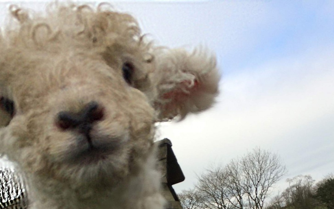 Spring Lambs at Devon Yurt