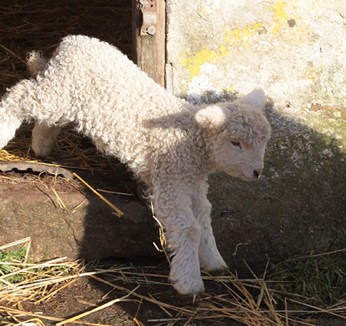 Spring lambs arrive at Devon Yurt