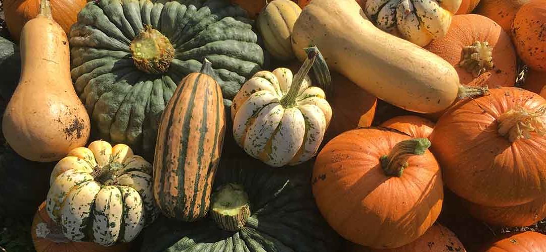 The pumpkins at Borough Farm are gathered in time for Halloween
