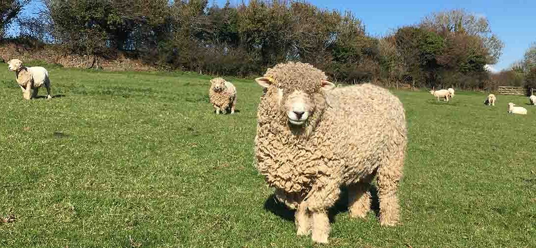 Thomas the prize winning ram is with his gals !