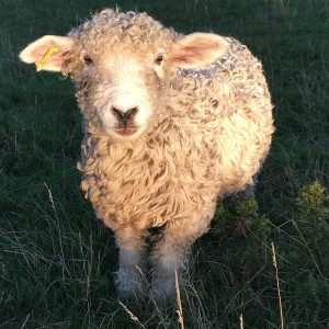 Longwool sheep at Devon Yurt Holidays