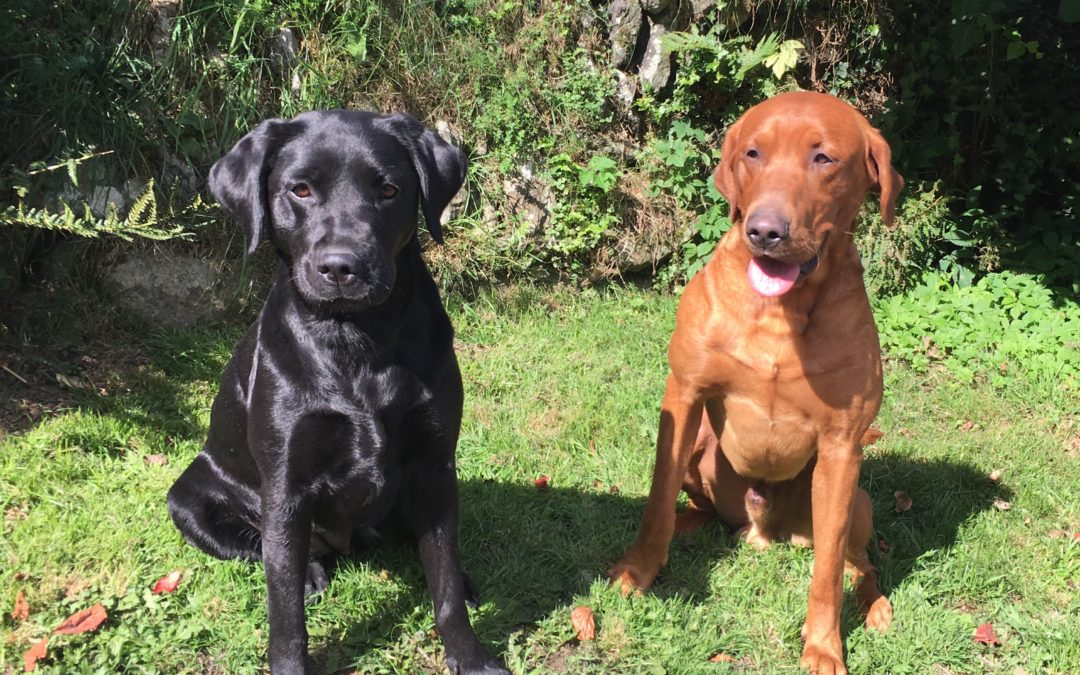 Archie’s Puppies Competition