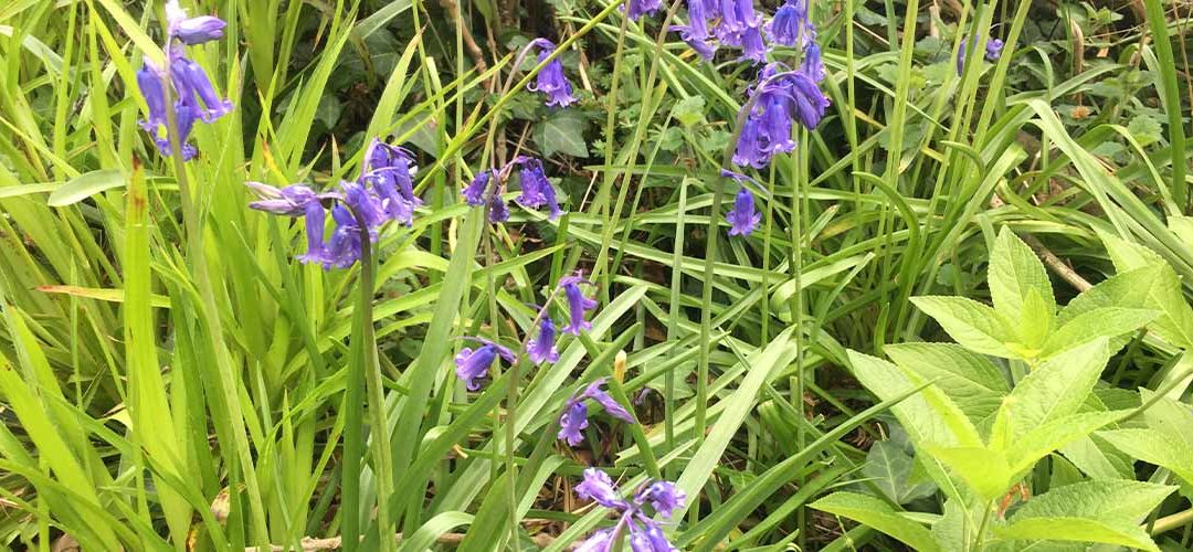Re-wilding the borders for a beautiful lead up to Great Links