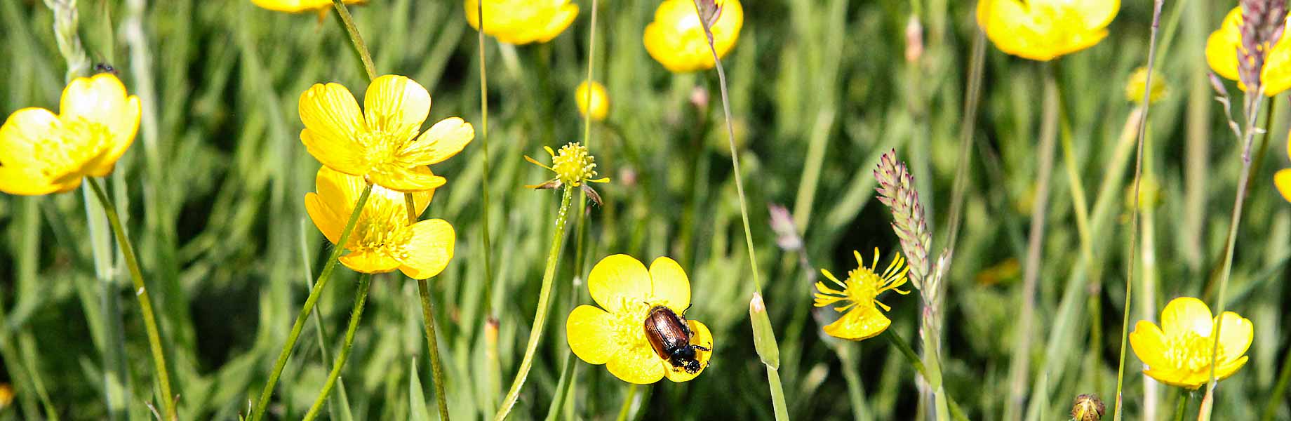 Buttercups in grass meadow with beetle