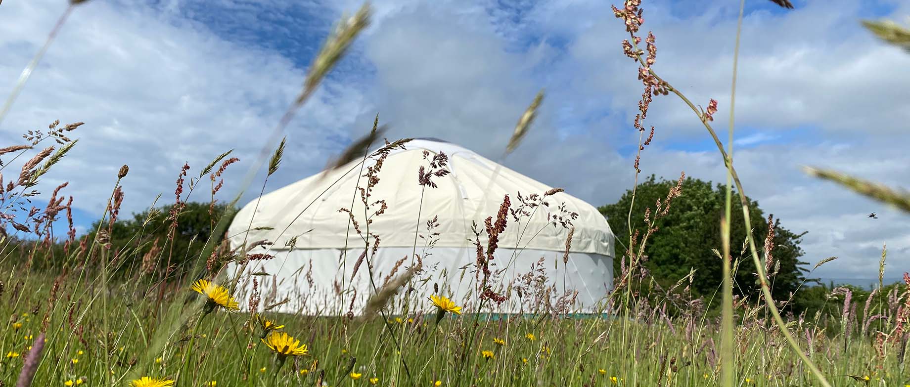 Devon Yurt in the flower meadow of Borough Farm