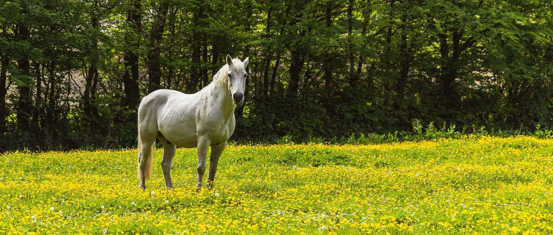 Horse in field of buttercups on Borough Farm