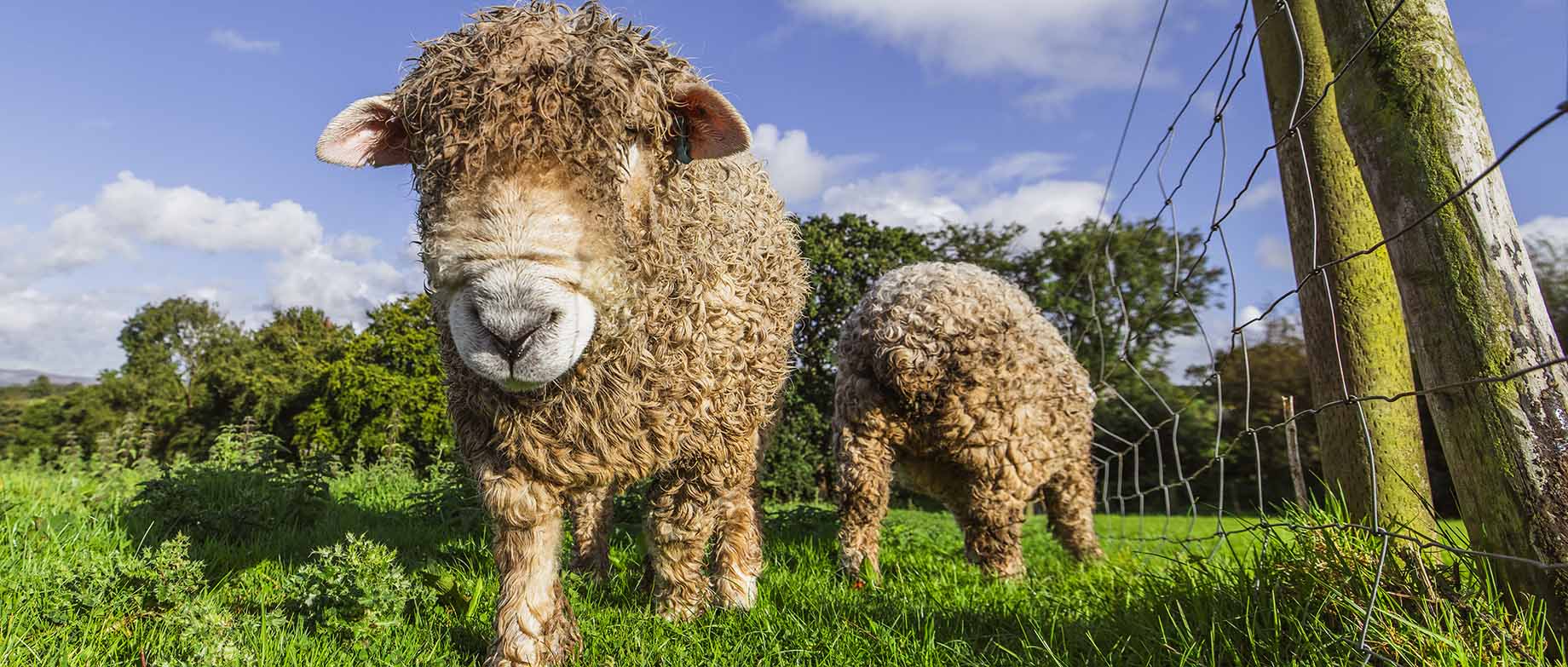 Rare breed sheep at Borough Farm