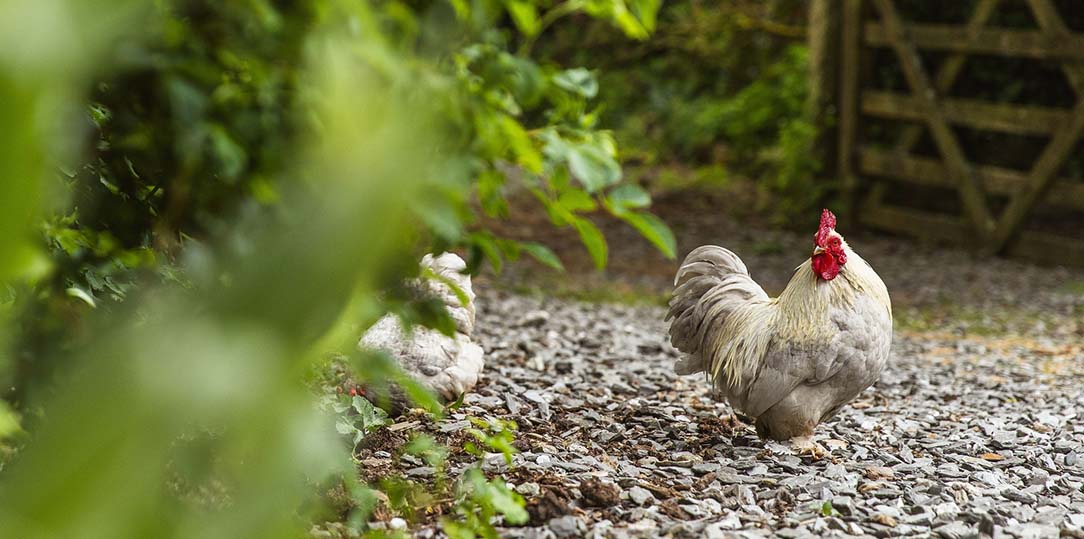 Rare-breed cockerel roaming free around Borough Farm
