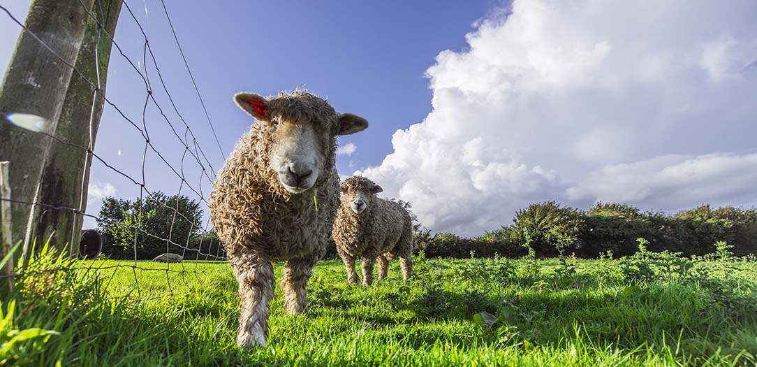 Borough Farm rare breed sheep in the field on a sunny day