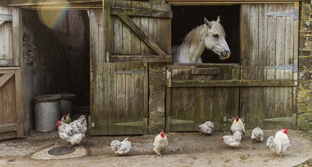 Horse and rare-breed chickens in the farmyard